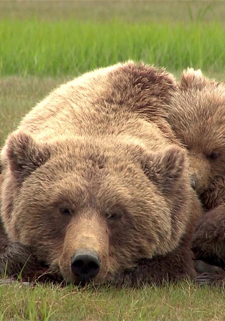 Der Bärenmann Film Jetzt online Stream anschauen